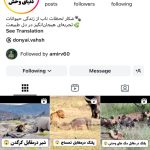 دنیای وحش